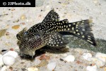 pseudancistrus zawadzkii l321 pseudancistrus zawadzkii l321