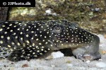 pseudancistrus zawadzkii l321 pseudancistrus zawadzkii l321