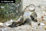 pseudancistrus zawadzkii l321 pseudancistrus zawadzkii l321