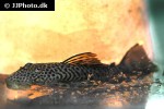 pseudolithoxus dumus pseudolithoxus dumus