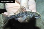 pseudolithoxus dumus pseudolithoxus dumus