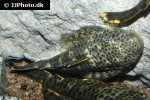 pseudolithoxus dumus pseudolithoxus dumus