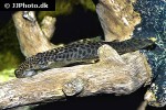 pseudolithoxus dumus pseudolithoxus dumus