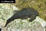 pseudolithoxus dumus pseudolithoxus dumus
