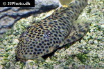 pseudolithoxus dumus pseudolithoxus dumus