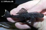 pseudolithoxus nicoi pseudolithoxus nicoi