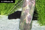 pseudolithoxus nicoi pseudolithoxus nicoi