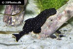 pseudolithoxus nicoi pseudolithoxus nicoi