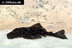 pseudolithoxus nicoi pseudolithoxus nicoi
