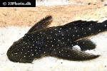 pseudolithoxus nicoi pseudolithoxus nicoi
