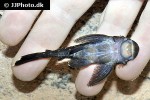 pseudolithoxus nicoi pseudolithoxus nicoi