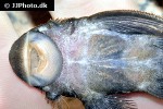 pseudolithoxus nicoi pseudolithoxus nicoi