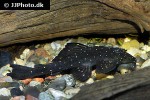 pseudolithoxus nicoi pseudolithoxus nicoi