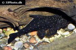 pseudolithoxus nicoi pseudolithoxus nicoi