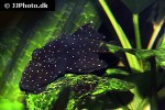 pseudolithoxus nicoi pseudolithoxus nicoi