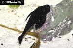 pseudolithoxus nicoi pseudolithoxus nicoi