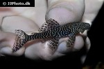 pseudolithoxus tigris pseudolithoxus tigris