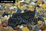pseudolithoxus tigris pseudolithoxus tigris
