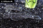 pseudolithoxus tigris pseudolithoxus tigris