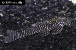 pseudolithoxus tigris pseudolithoxus tigris