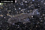 pseudolithoxus tigris pseudolithoxus tigris
