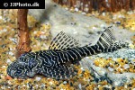 pseudolithoxus tigris pseudolithoxus tigris