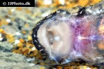 pseudolithoxus tigris pseudolithoxus tigris