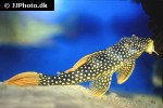 scobinancistrus aureatus scobinancistrus aureatus
