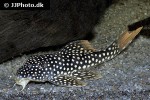 scobinancistrus aureatus scobinancistrus aureatus