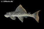 scobinancistrus aureatus scobinancistrus aureatus