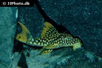 scobinancistrus aureatus scobinancistrus aureatus