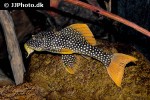 scobinancistrus aureatus scobinancistrus aureatus