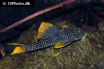 scobinancistrus aureatus scobinancistrus aureatus