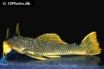 scobinancistrus aureatus scobinancistrus aureatus