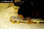 scobinancistrus aureatus scobinancistrus aureatus