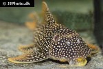 scobinancistrus aureatus scobinancistrus aureatus