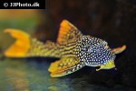 scobinancistrus aureatus scobinancistrus aureatus
