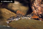 scobinancistrus aureatus scobinancistrus aureatus