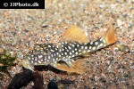 scobinancistrus aureatus scobinancistrus aureatus
