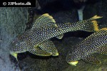 scobinancistrus aureatus scobinancistrus aureatus