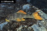 scobinancistrus aureatus scobinancistrus aureatus