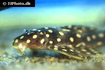 scobinancistrus raonii scobinancistrus raonii