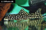 scobinancistrus raonii scobinancistrus raonii