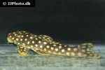 scobinancistrus raonii scobinancistrus raonii