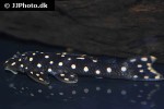 scobinancistrus raonii scobinancistrus raonii