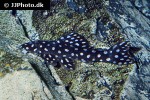 scobinancistrus raonii scobinancistrus raonii