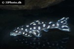 scobinancistrus raonii scobinancistrus raonii