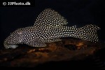 scobinancistrus species l048 scobinancistrus species l048