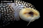 scobinancistrus species l048 scobinancistrus species l048