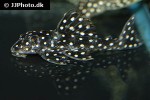 scobinancistrus species l048 scobinancistrus species l048